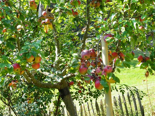Apfelbaum: Rote Sternrenette